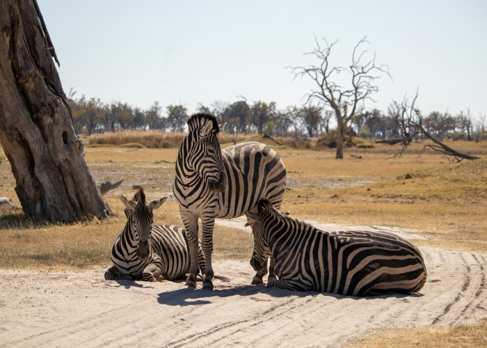 Into the Wild in Style Discover the World of High End Safaris in Botswana