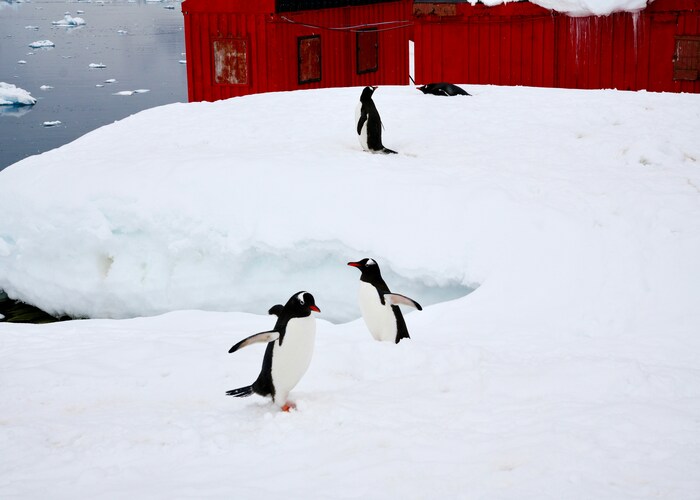 Luxury Cruise Expeditions to Antarctica: The Ultimate Journey to the Edge of the World