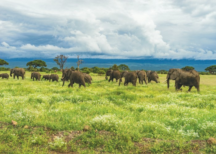 Cost of Luxury Safari Packages in Tanzania & Kenya: Ultimate Guide