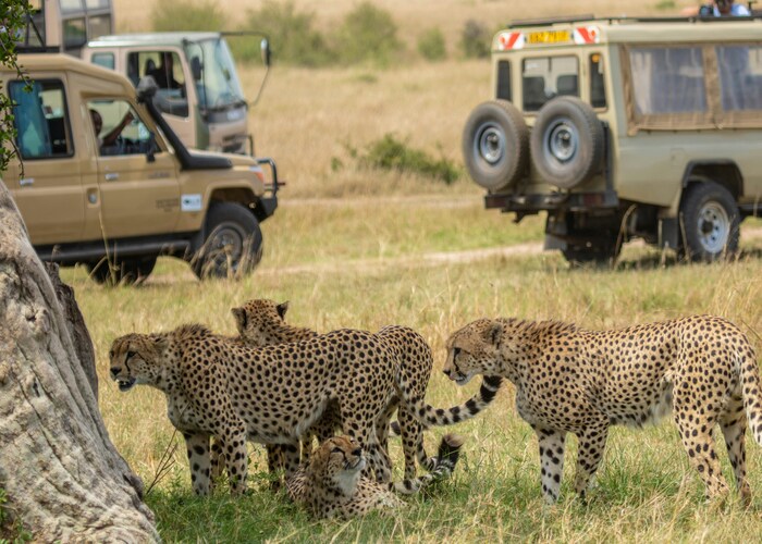Best Safari Destinations in Africa for an Unforgettable Adventure