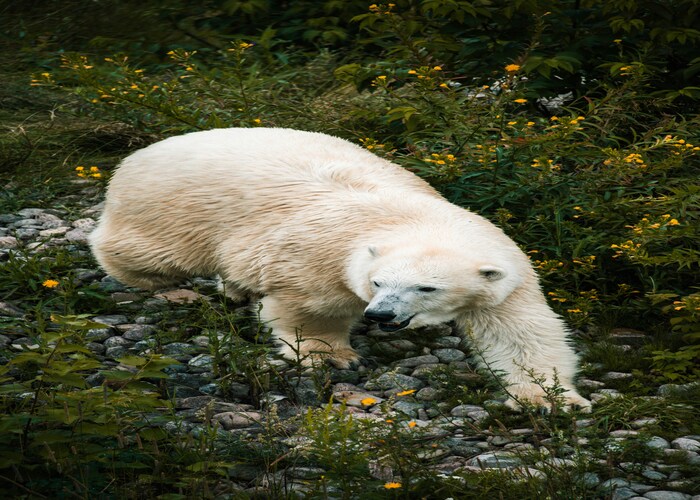 Polar Bear Safari Tours in Canada: A Rare Journey Into the Arctic Wild