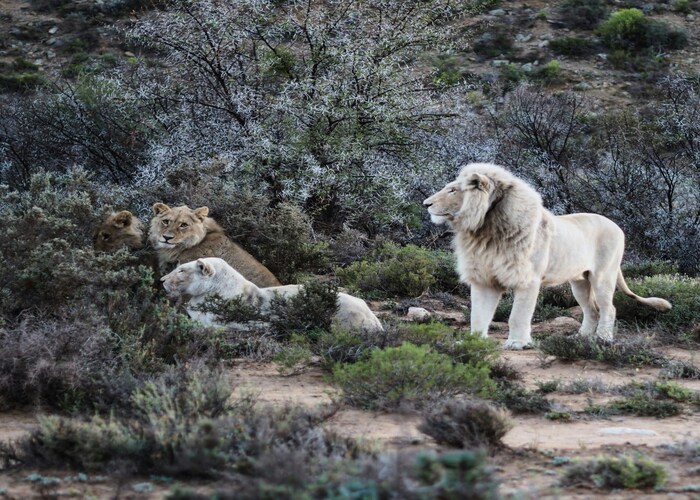 Private Wildlife Safaris in South Africa: An Exclusive Window Into the Wild