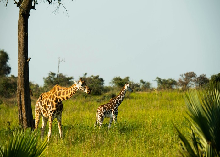 Best Luxury Safari Experiences in Uganda That Feel Truly Extraordinary
