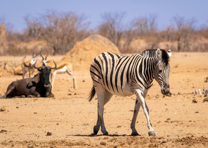 Best Private Safari Tours in Namibia: Unforgettable Wildlife Adventures
