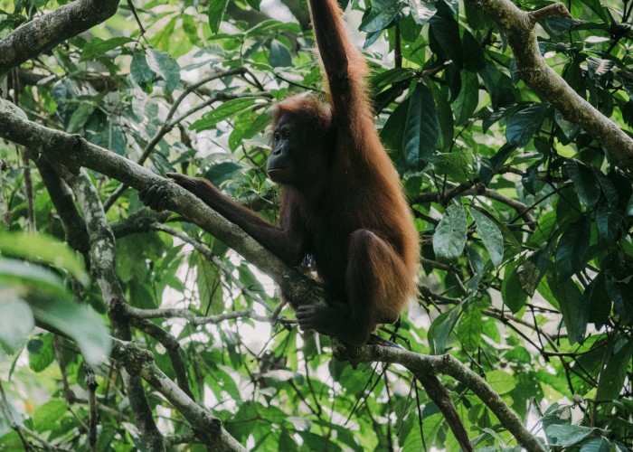 Luxury Wildlife Tours in Borneo: Where Untamed Nature Meets Refined Exploration