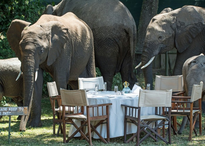Best Luxury Safari Lodges in Africa That Redefine Wild Elegance