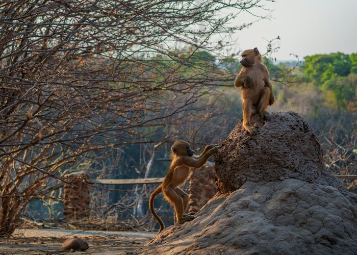Into the Wild in Absolute Comfort: Exploring Luxury Safari Experiences in Zimbabwe