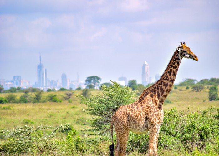 Luxury Safari Tours in Kenya That Transform Wildlife Travel