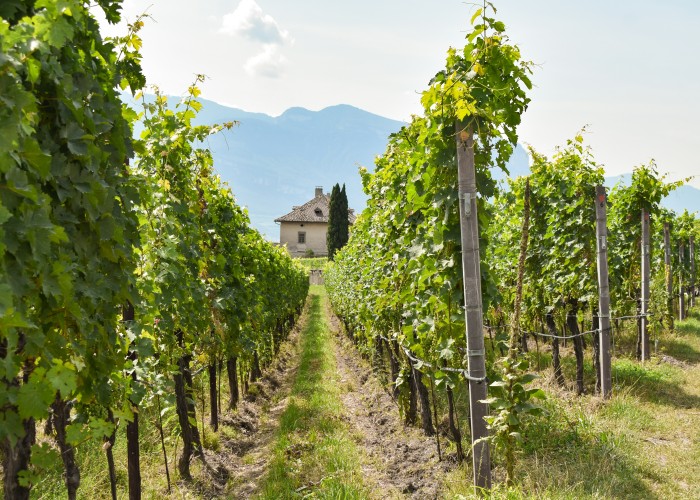 Luxury Wine Tasting Tours in Italy That Reveal the Soul of Italian Wine Culture