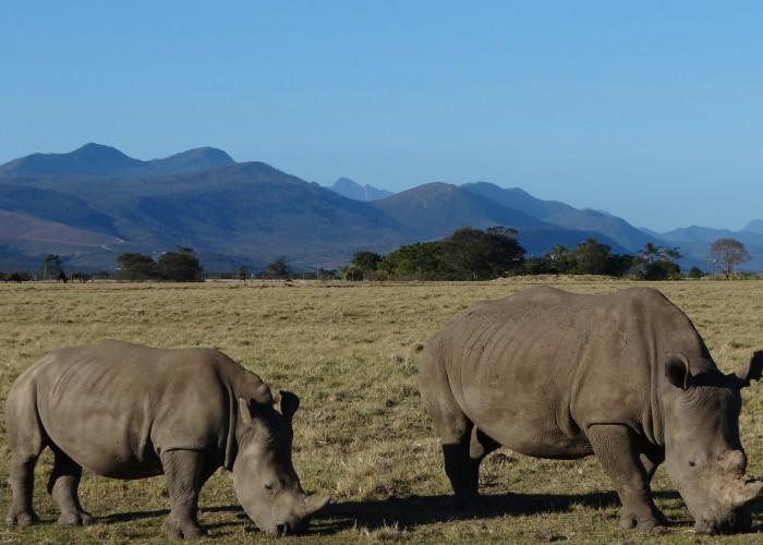Private Safari Tours in South Africa: Your Ultimate Wildlife Adventure