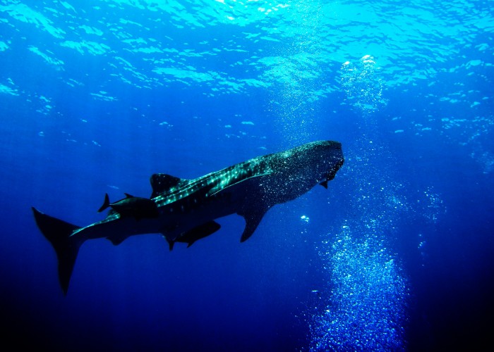 Luxury Scuba Diving with Whale Sharks: A Rare Underwater Experience That Redefines Ocean Travel
