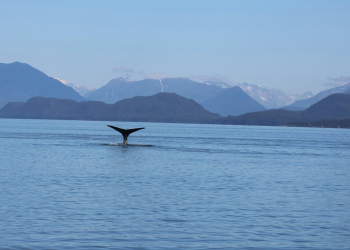 Private Whale Watching Tours in Alaska: A Front-Row Seat to Nature’s Greatest Show