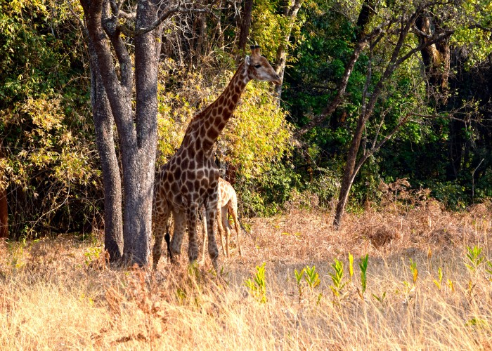 Luxury Safari Lodges in Zambia: Where Untamed Wilderness Meets Refined Comfort