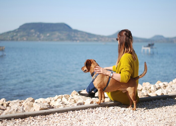 Travel the World With Your Pet Confidently: A Complete Guide to Pet Travel Insurance Plans Abroad