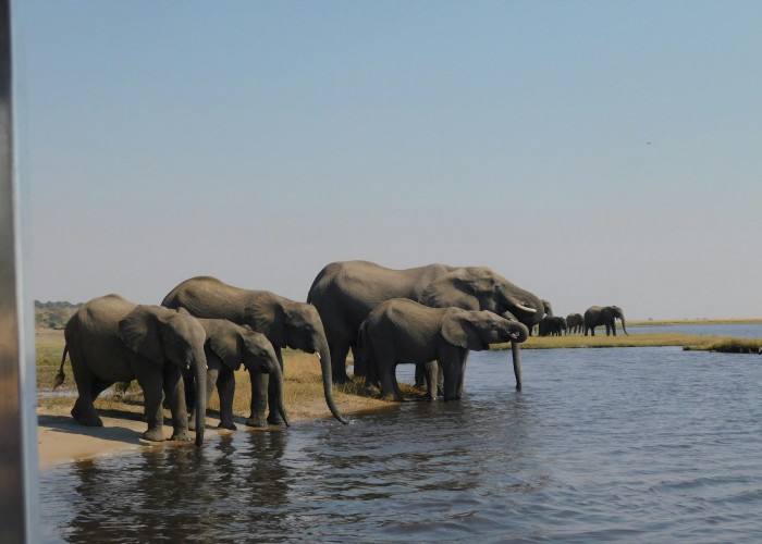 Best Luxury Safari Tours in Botswana That Redefine Wild Elegance and Adventure