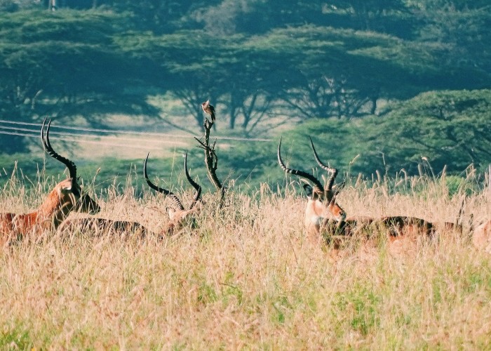 Experience the Best Luxury Wildlife Resorts in Kenya: Where Nature Meets Elegance