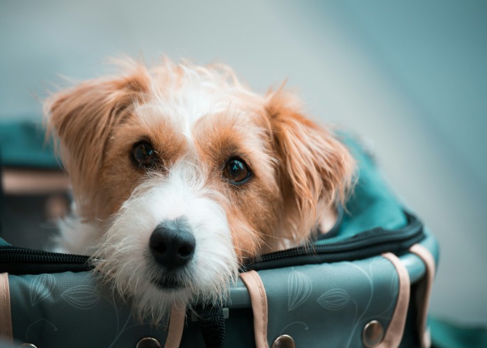 Travel With Confidence A Complete Guide to Pet Travel Insurance Options