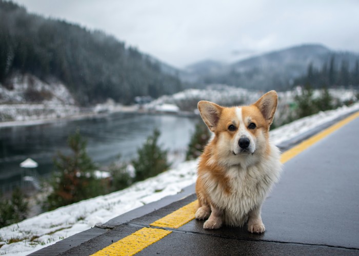 Best Pet Travel Insurance Policies: Protect Your Furry Friends Abroad