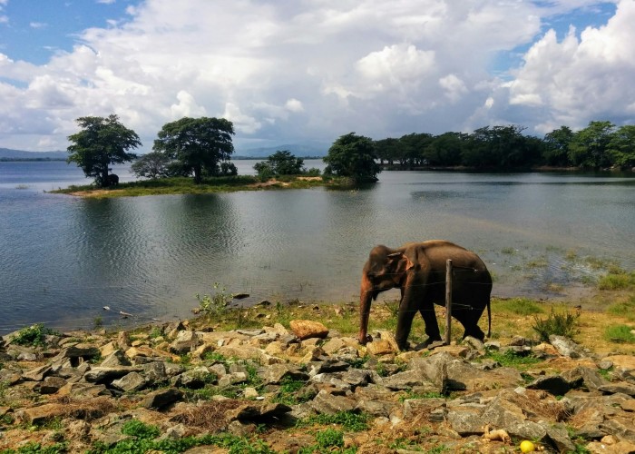 Luxury Wildlife Resorts in Sri Lanka That Redefine Nature, Comfort, and Serenity